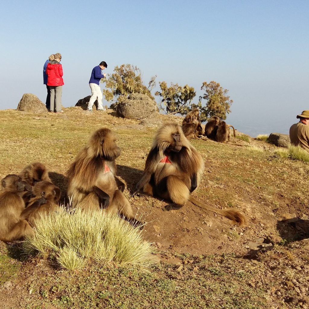Addis Ababa cultural street view and historic landmarks in Ethiopia Rock-hewn churches of Lalibela spiritual heritage site Gondar royal castles and imperial architecture in Ethiopia Scenic boat trip on Lake Tana near Bahir Dar Traditional Ethiopian village and rural landscape in Northern Ethiopia Travelers experiencing the 6-Day Northern Ethiopia Tour cultural journey
