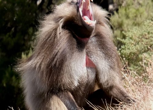 Ethiopia Travel Guide | Culture, History & Travel Tips