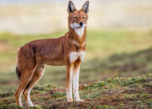 Bale Mountains Tour Ethiopia | 6-Day Adventure